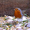 Pitroig (Robin)