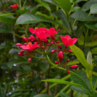 Peregrina