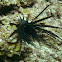 Lionfish