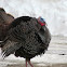 Wild Turkey - Tom