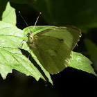 Cabbage Butterfly