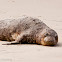 Northern Elephant Seal