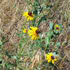 Black Eyed Susan