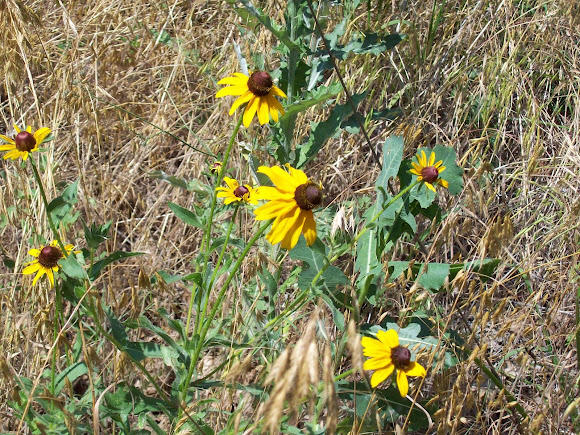 Spotting Image 1