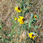 Black Eyed Susan