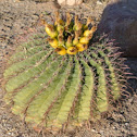 Barrel Cactus