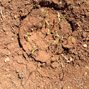 Cherry tomatoes
