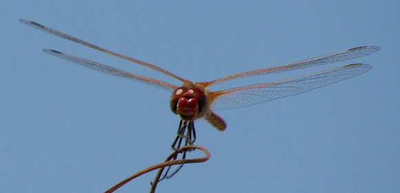 Spotting Image 1