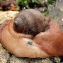 Lewis's moon snail
