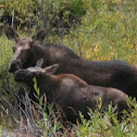 Shiras Moose