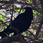 Great-tailed Grackle