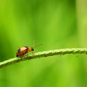 Beetle
