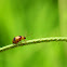 Beetle