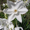 White Daffodil