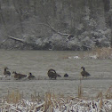 Canada Goose