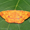 Geometrid Moth