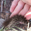 Black wolly bear caterpiller Great Tiger Moth (in north America) Garden Tiger (adult in Europe) Woolly Bear (larva in Europe) Black Woolly Bear (larva) in North America