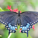 Eastern Black Swallowtail