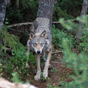 Eurasian Wolf