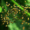 Baby spiderlings, European Garden Spider