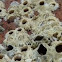 Barnacles