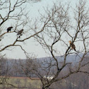Red-Tailed Hawk