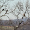 Red-Tailed Hawk