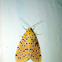 Tiger moth