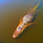 American Alligator