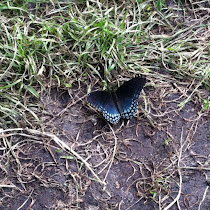 Maryland Wildlife
