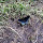 Maryland Wildlife