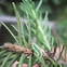 European Spruce Sawfly