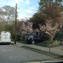 Flowering Dogwoods