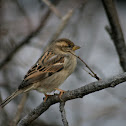 House Sparrow