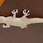 Moorish Gecko