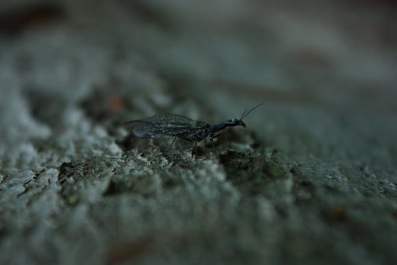 Spotting Image 1