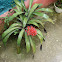 Aechmea