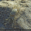 Baby Crab