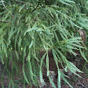 Dawn Redwood