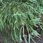 Dawn Redwood
