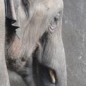 Asian Elephant