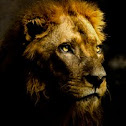 African Lion