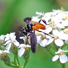 Feather-legged Fly