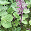 Butterbur