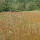 mmsbiodiversity65