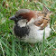 Sparrow