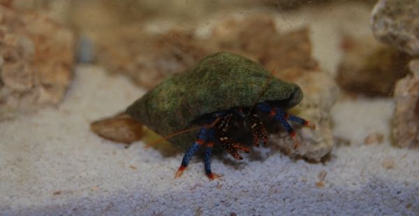 Hermie.jpg