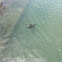 NZ eagle rays