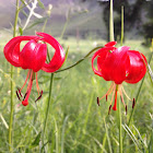 灯笼花