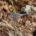Ground Skimmer (male)